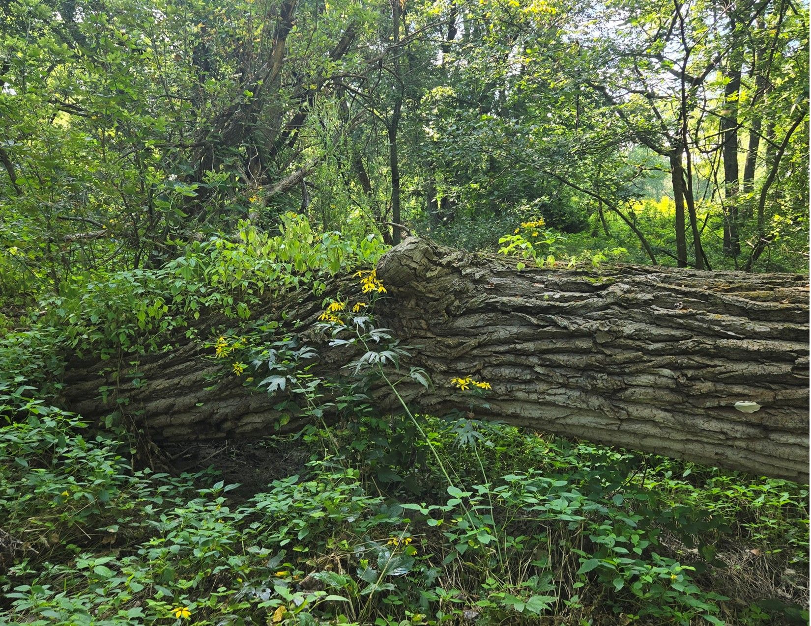 Listing Photo: 1066 Co Rd S56, Wayne County, Iowa